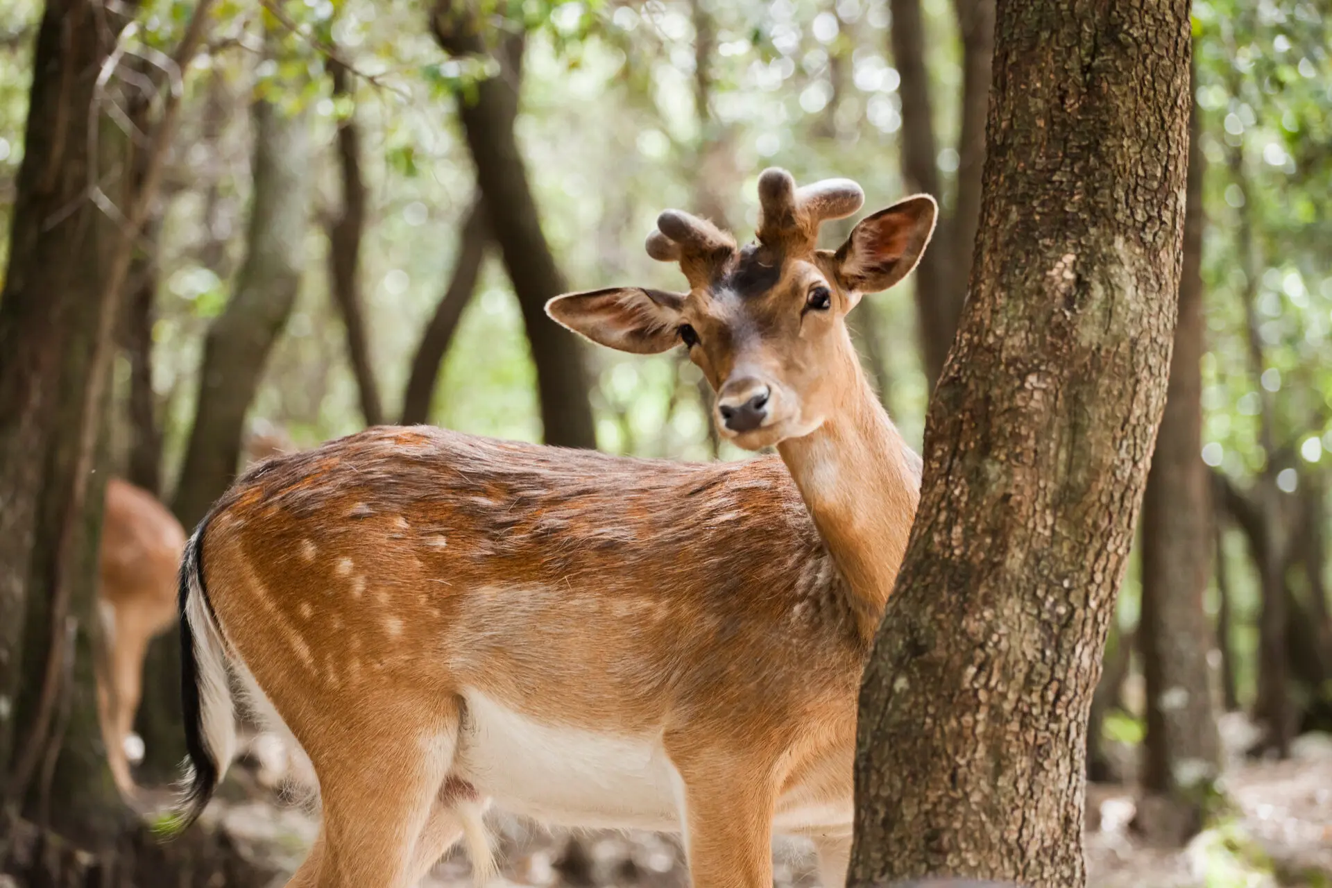 Cervo sardo nel sottobosco