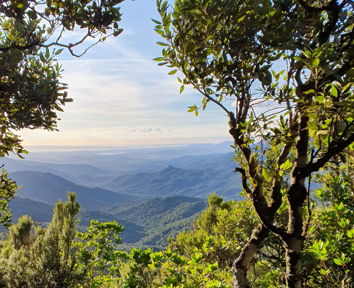 Macchia mediterranea vista dall'alto