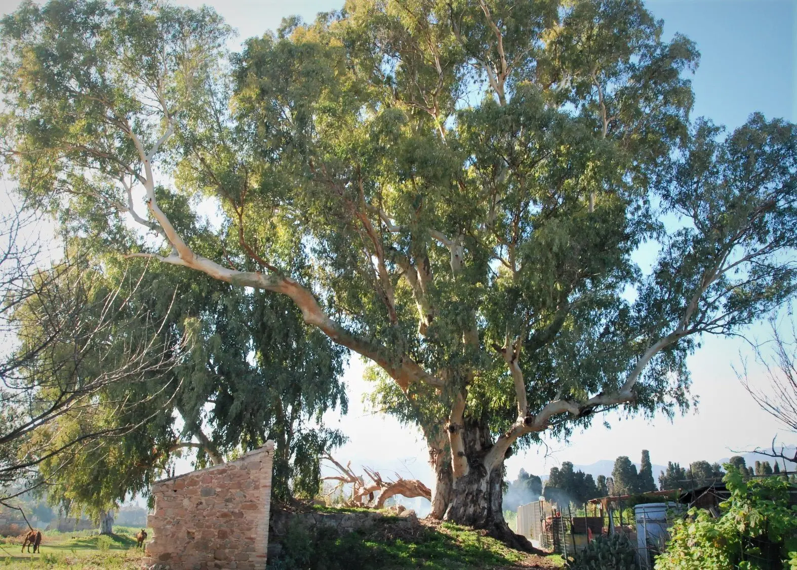 L'eucalipto più antico della Sardegna